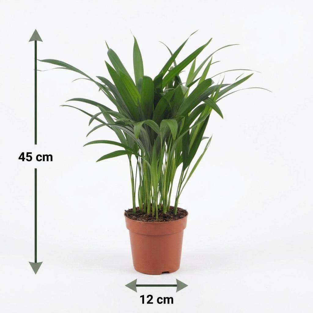 Areca Lutescens - Palmier Areca - Pot de 12cm - 1 plante - Plantes d'intérieur - Image 5