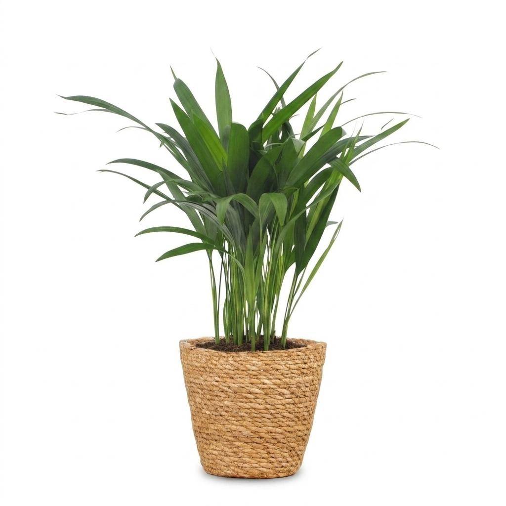 Areca Lutescens - Palmier Areca - Pot de 12cm - 1 plante - Plantes d'intérieur - Image 2
