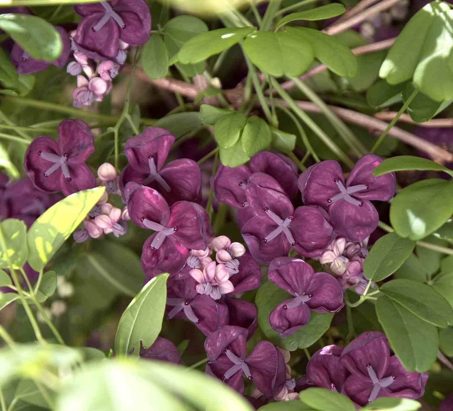 Sans Marque - collection de 4 fruitiers exotiques rustiques pour votre jardin - Image 4