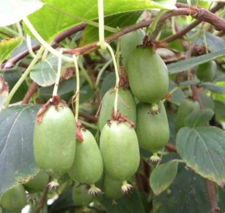 Sans Marque - collection de 4 fruitiers exotiques rustiques pour votre jardin - Image 3