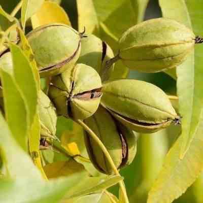 Sans Marque - collection de 4 fruitiers exotiques rustiques pour votre jardin - Image 1
