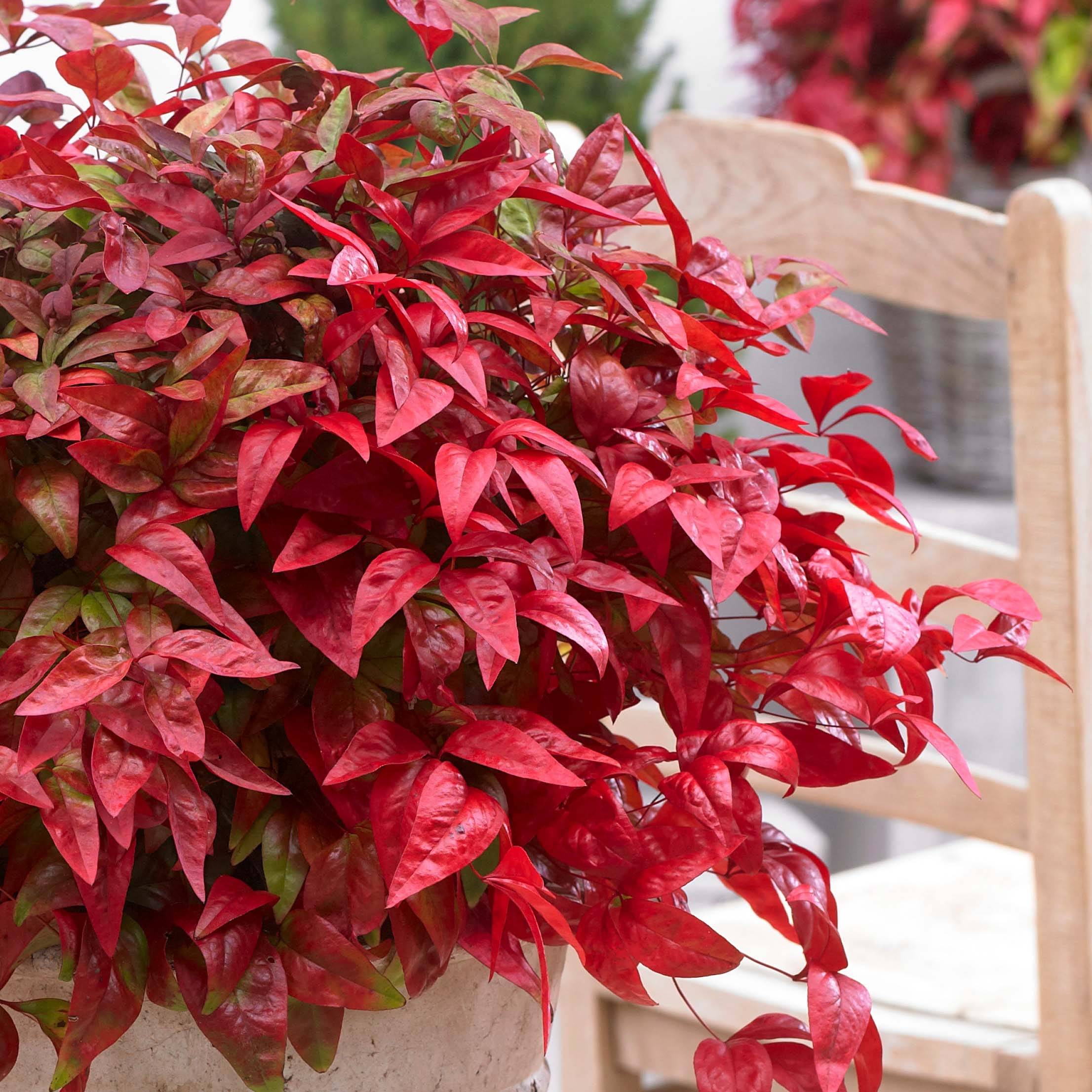 Promesse de Fleurs - Bambou sacré - Nandina domestica Blush Pink Godet de 8/9 cm