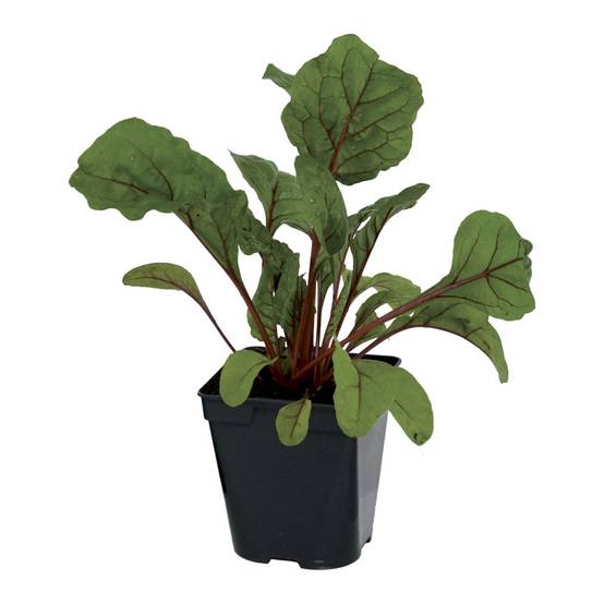 Plant de poiree rouge pot 0,5 l - Image 1