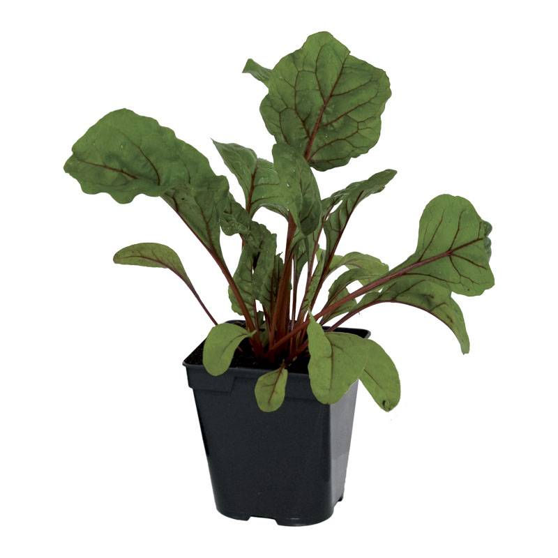 Plant de poiree rouge pot 0,5 l - Image 1