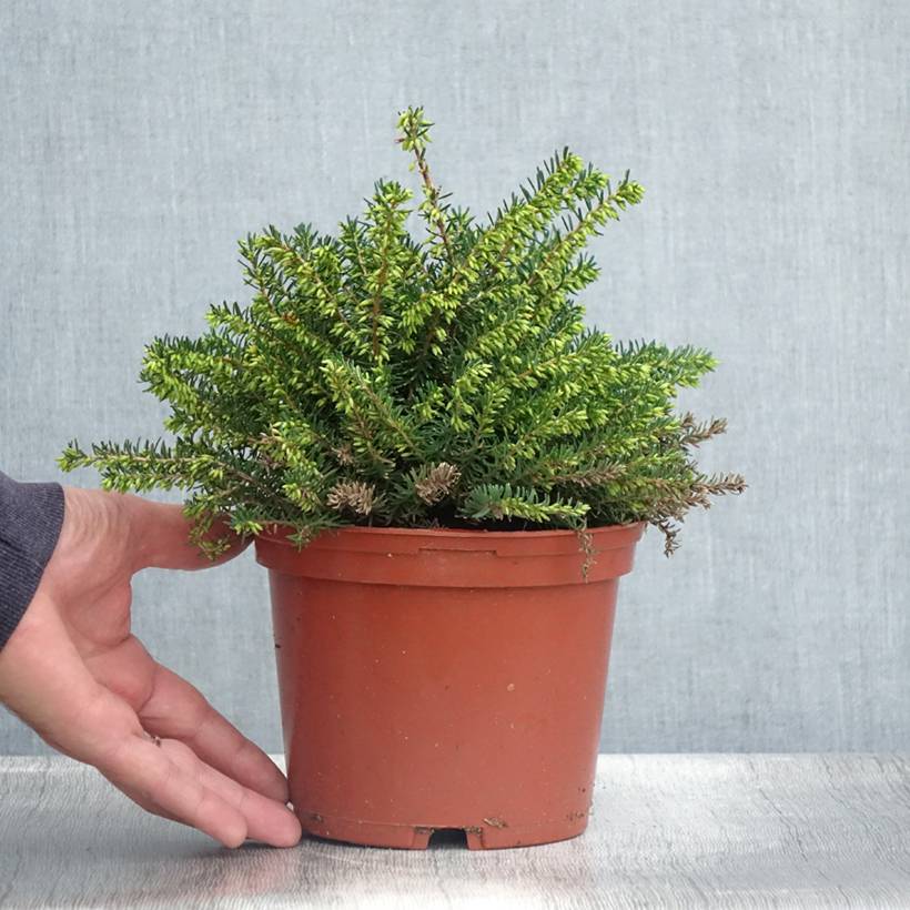Erica x darleyensis Winter Belles Katia - Bruyère d'hiver Pot de 2L/3L - Image 2