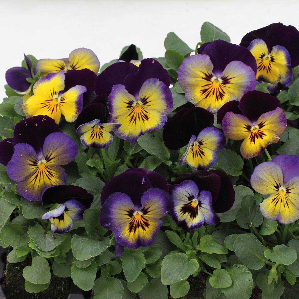 Promesse de Fleurs - Pensée à Fleurs Moyennes Matrix Midnight Glow - Viola hybrida Matrix F1 Mini-motte Ø 1,5/2,5 cm, Plant vert de 3 à 5 cm de haut environ (par 5)