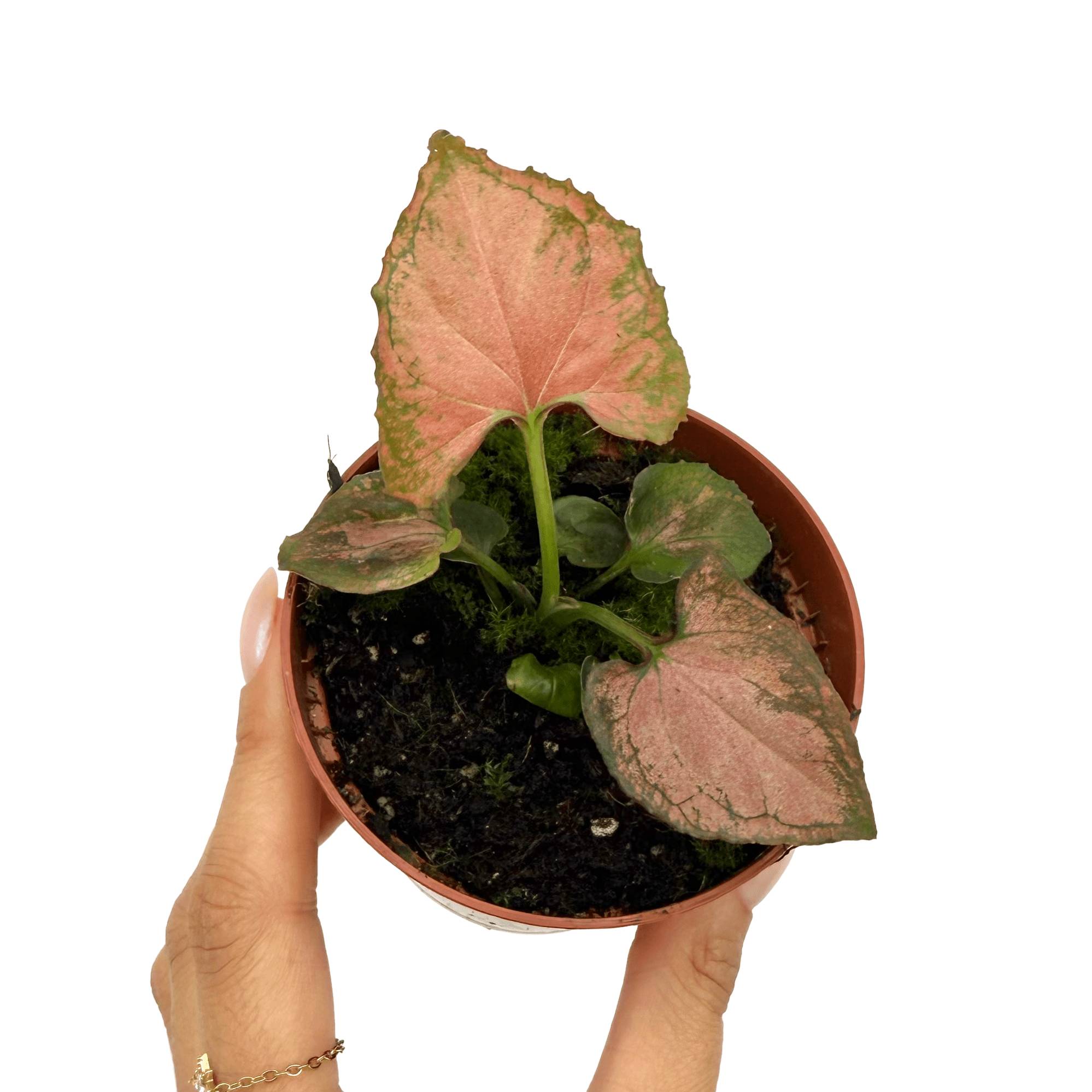 Syngonium 'Orm Nak' - Pot de 8cm - Plantes d'intérieur - Image 1