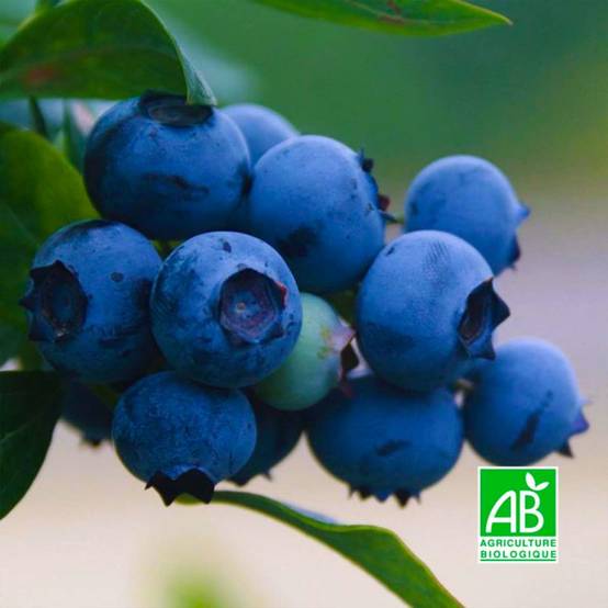 Myrtillier 'Centurion' BIO (Vaccinium ashei 'Centurion') - Godet 9cm - Pépinières Naudet - Image 1