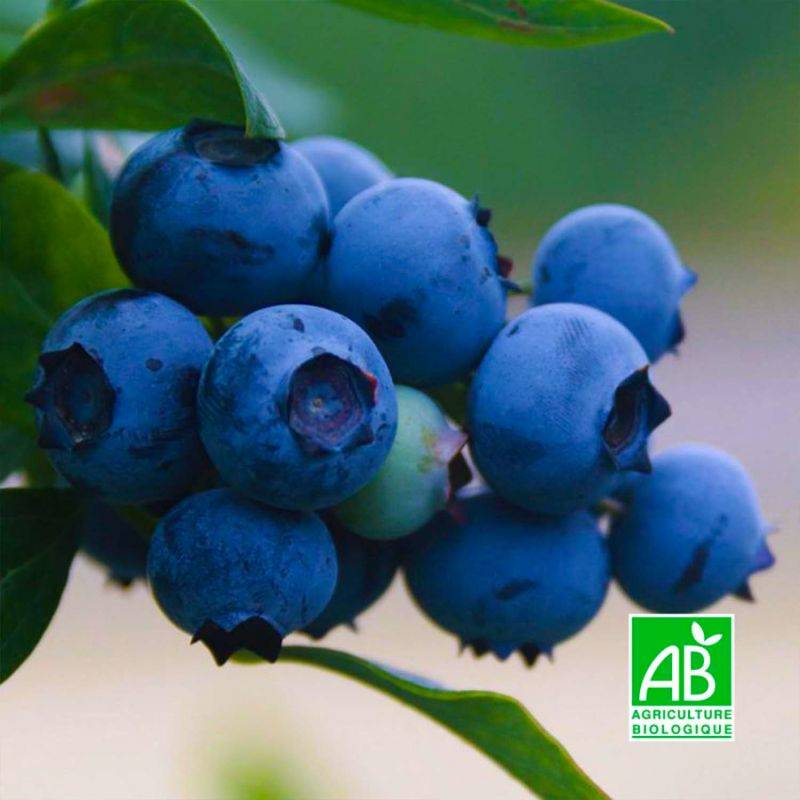Myrtillier 'Centurion' BIO (Vaccinium ashei 'Centurion') - Godet 9cm - Pépinières Naudet - Image 1