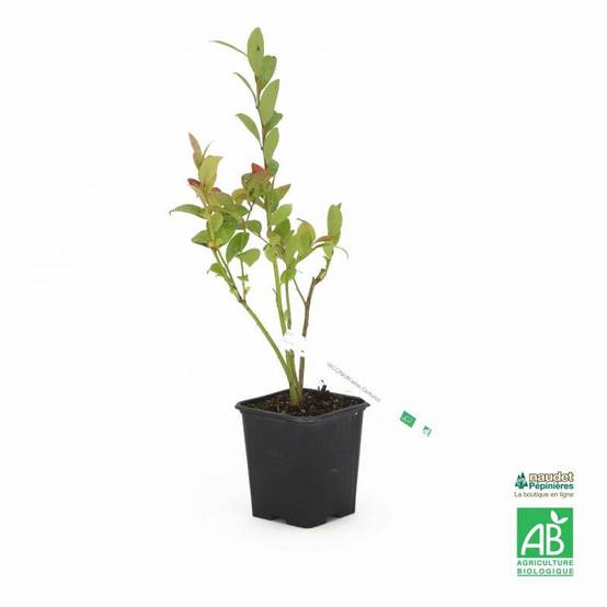 Myrtillier 'Centurion' BIO (Vaccinium ashei 'Centurion') - Godet 9cm - Pépinières Naudet - Image 2
