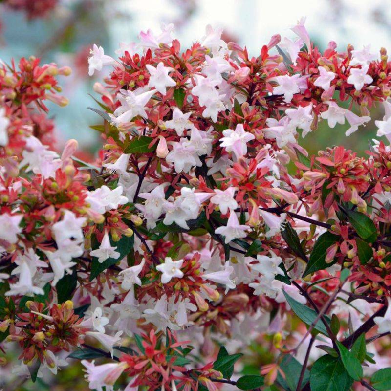Abélia x grandiflora (Abelia x grandiflora) - Godet - Taille 13/25cm - Pépinières Naudet