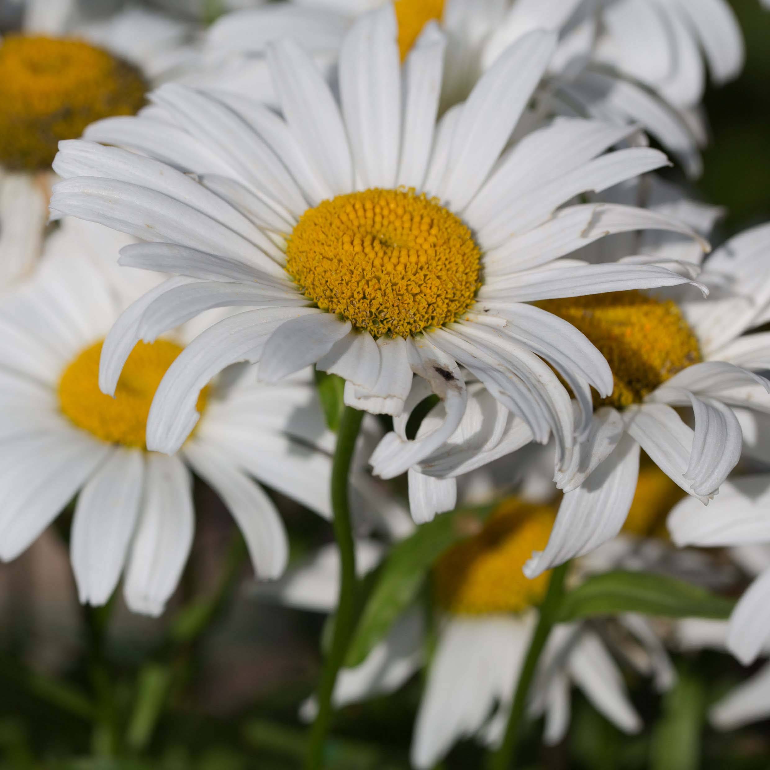 Leucanthemum Snow Lady - Grande Marguerite naine Godet de 8/9 cm