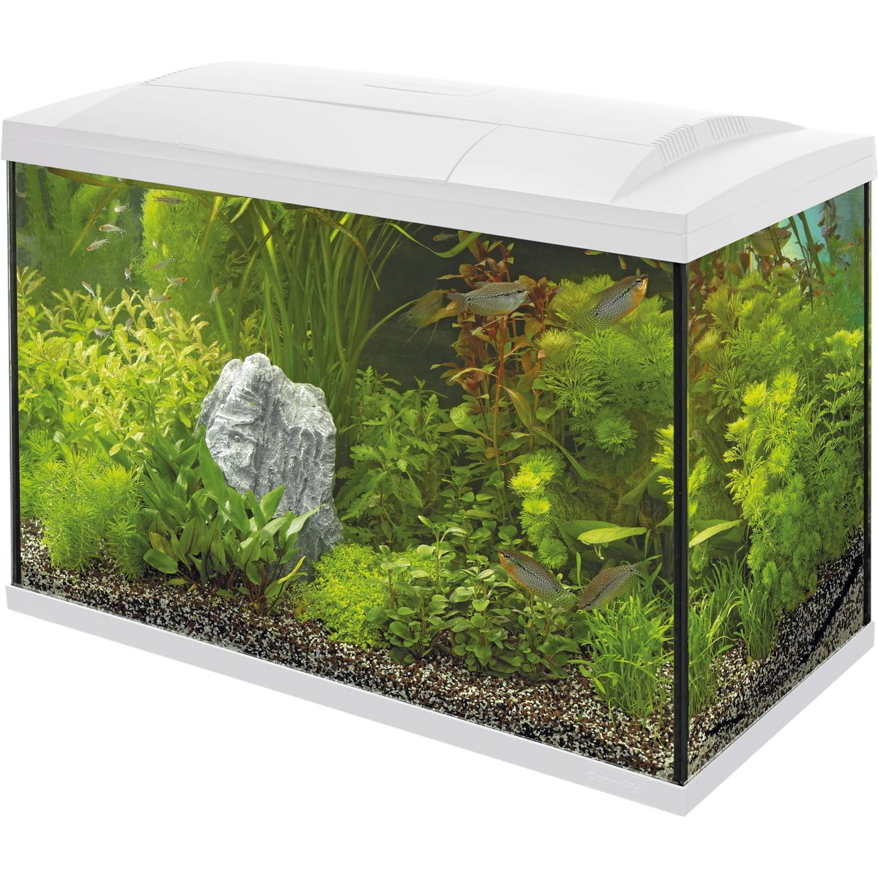 Superfish - Kit aquarium blanc 68 x 34 x 46,5 cm Start 100 - SUPERFISH