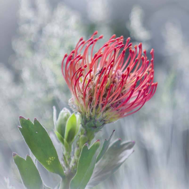 Leucospermum Ayoba Red - Pelote d'épingles Rouge Pot de 2L/3L - Image 1