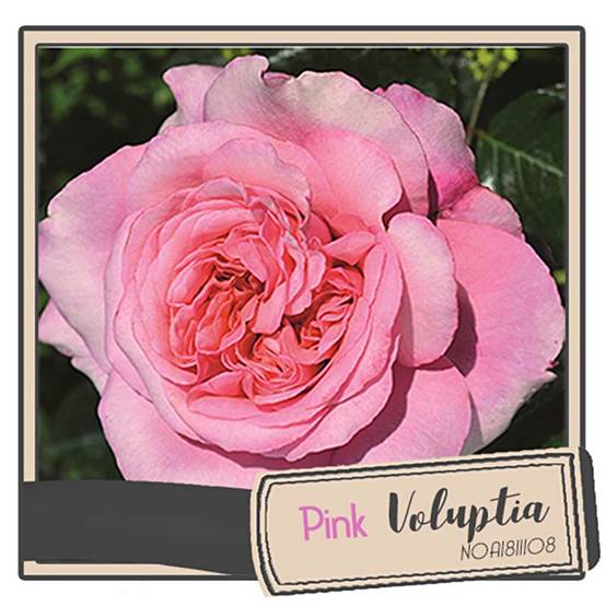 Promesse de Fleurs - Rosier Décorosiers Pink Voluptia Pot de 4L/5L