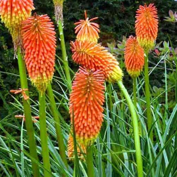 Promesse de Fleurs - Kniphofia rooperi - Tritoma jaune-orangé doux Godet de 8/9 cm