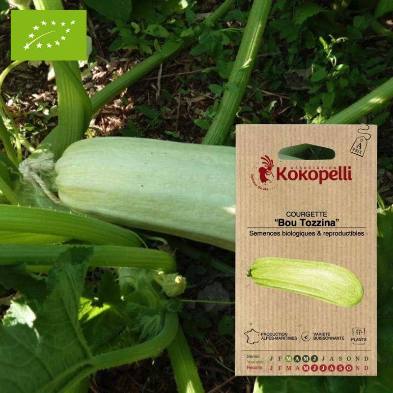 Courgette Bou Tozzina- Graines bio à semer