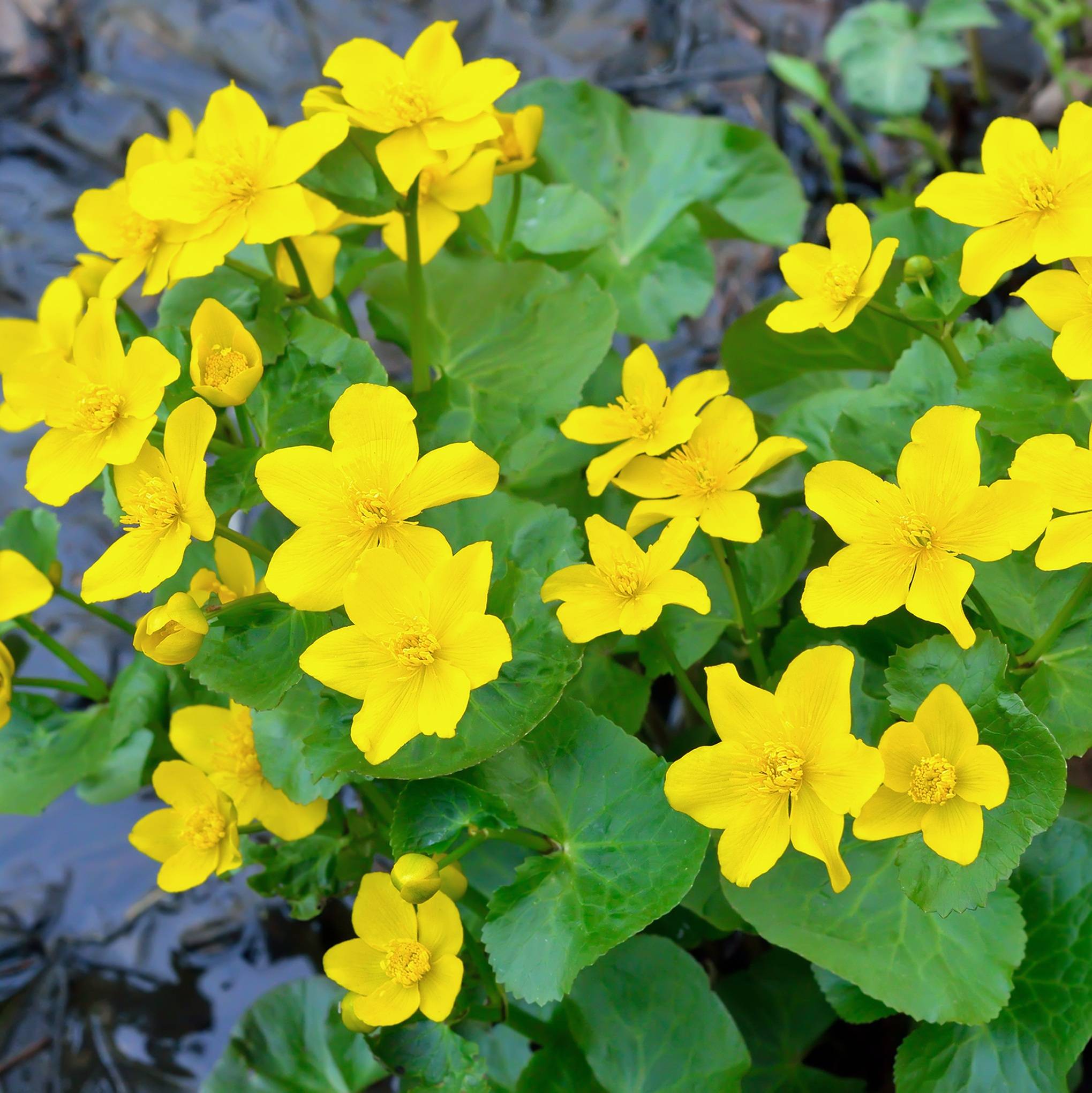 Populage des marais - Caltha palustris - 12 plantes - Image 3