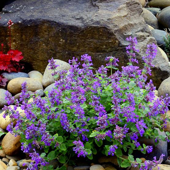 Promesse de Fleurs - Nepeta Nova Blue - Népéta hybride Godet de 8/9 cm