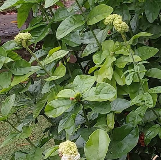 0 - Jasminum sambac cv. Flore Pleno Grand-Duc de Toscany 2 Pot de 5 litres - 40/60 cm - Image 3