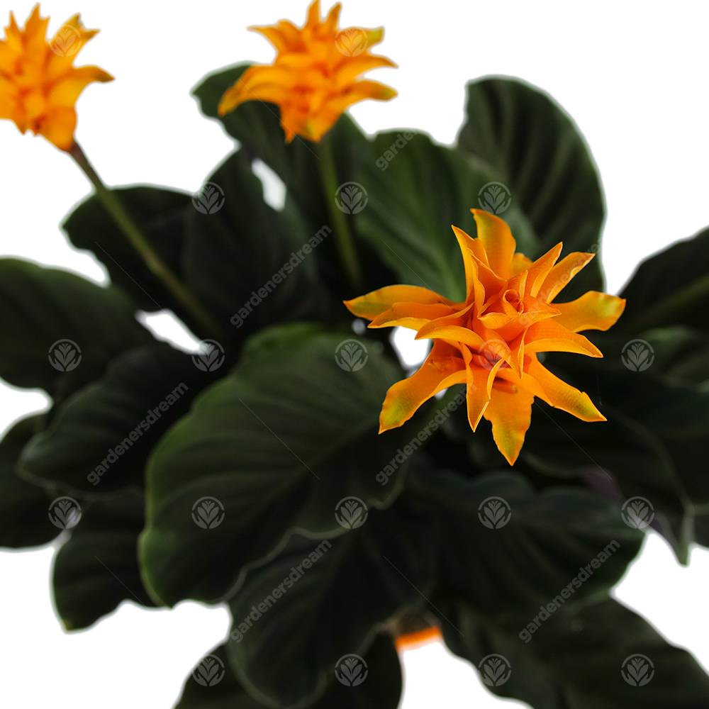 Gardenersdream - Calathea Crocata Plante D'Intérieur Calathéa Safrané Vivante Et Décorative En Pot De 14 Cm - GardenersDream - Image 5