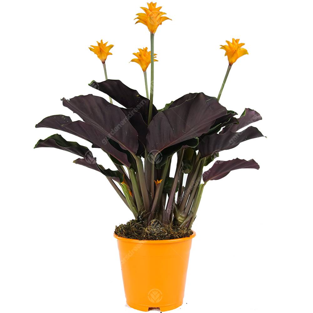 Gardenersdream - Calathea Crocata Plante D'Intérieur Calathéa Safrané Vivante Et Décorative En Pot De 14 Cm - GardenersDream - Image 1