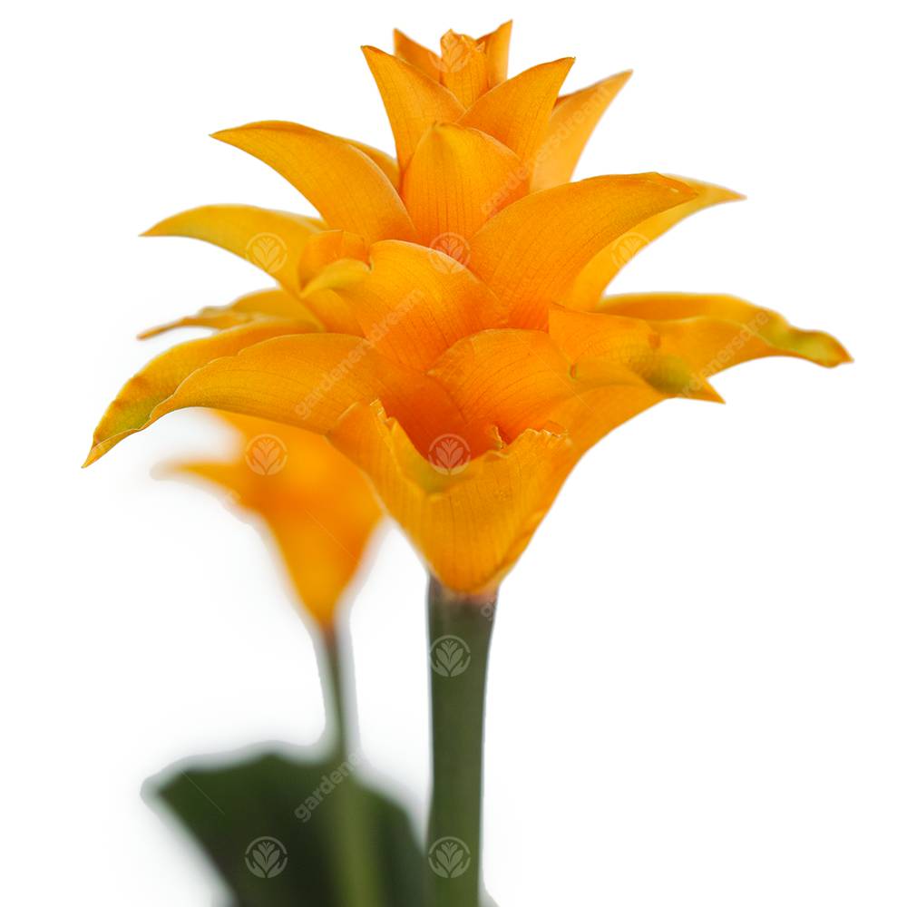 Gardenersdream - Calathea Crocata Plante D'Intérieur Calathéa Safrané Vivante Et Décorative En Pot De 14 Cm - GardenersDream - Image 2