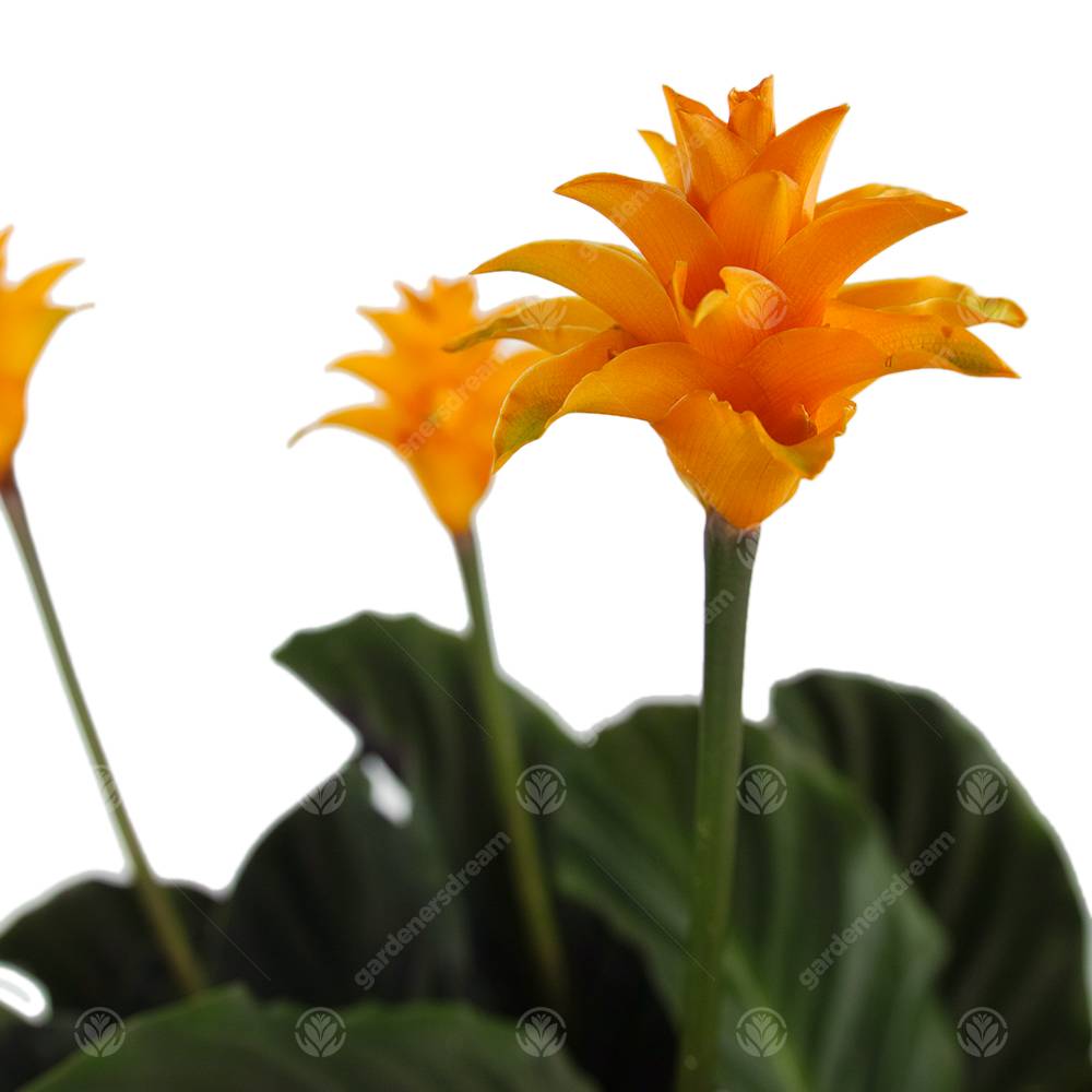 Gardenersdream - Calathea Crocata Plante D'Intérieur Calathéa Safrané Vivante Et Décorative En Pot De 14 Cm - GardenersDream - Image 3