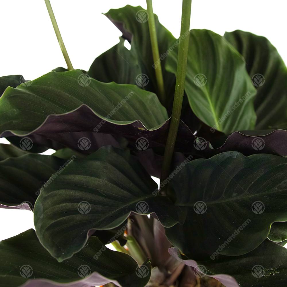 Gardenersdream - Calathea Crocata Plante D'Intérieur Calathéa Safrané Vivante Et Décorative En Pot De 14 Cm - GardenersDream - Image 4