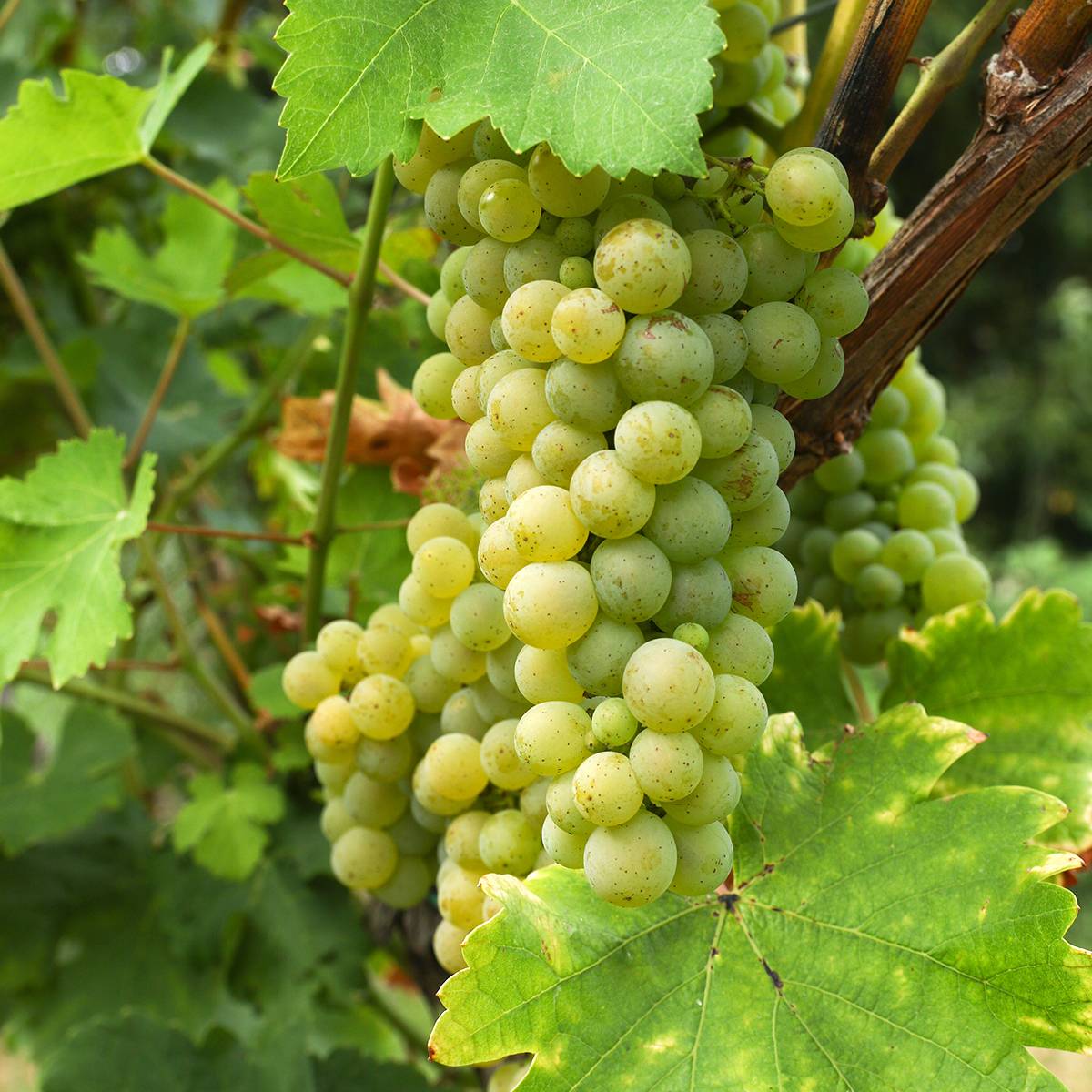 Vigne de table Lilla - Vitis vinifera  Pot de 3L/4L