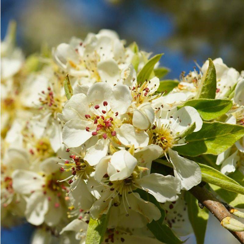 Poirier à feuilles d'amandier (Pyrus spinosa) - Godet - Taille 13/25cm - Pépinières Naudet - Image 2