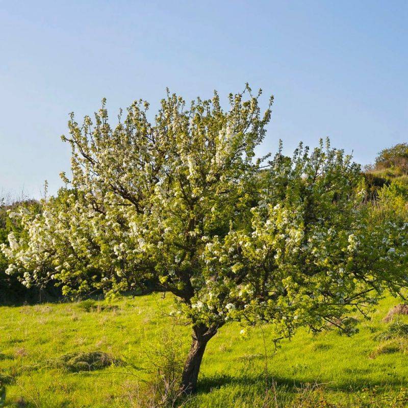 Poirier à feuilles d'amandier (Pyrus spinosa) - Godet - Taille 13/25cm - Pépinières Naudet