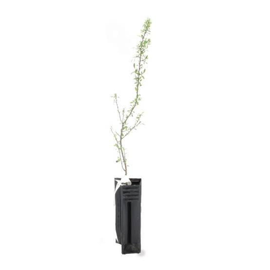 Poirier à feuilles d'amandier (Pyrus spinosa) - Godet - Taille 13/25cm - Pépinières Naudet - Image 3