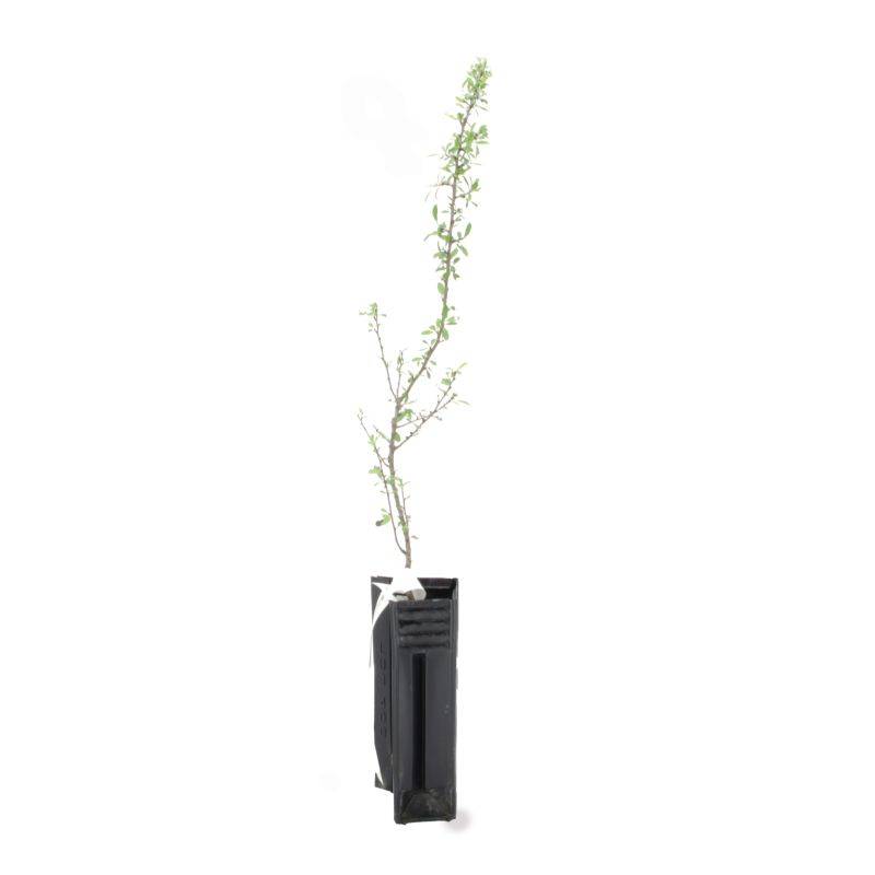 Poirier à feuilles d'amandier (Pyrus spinosa) - Godet - Taille 13/25cm - Pépinières Naudet - Image 3