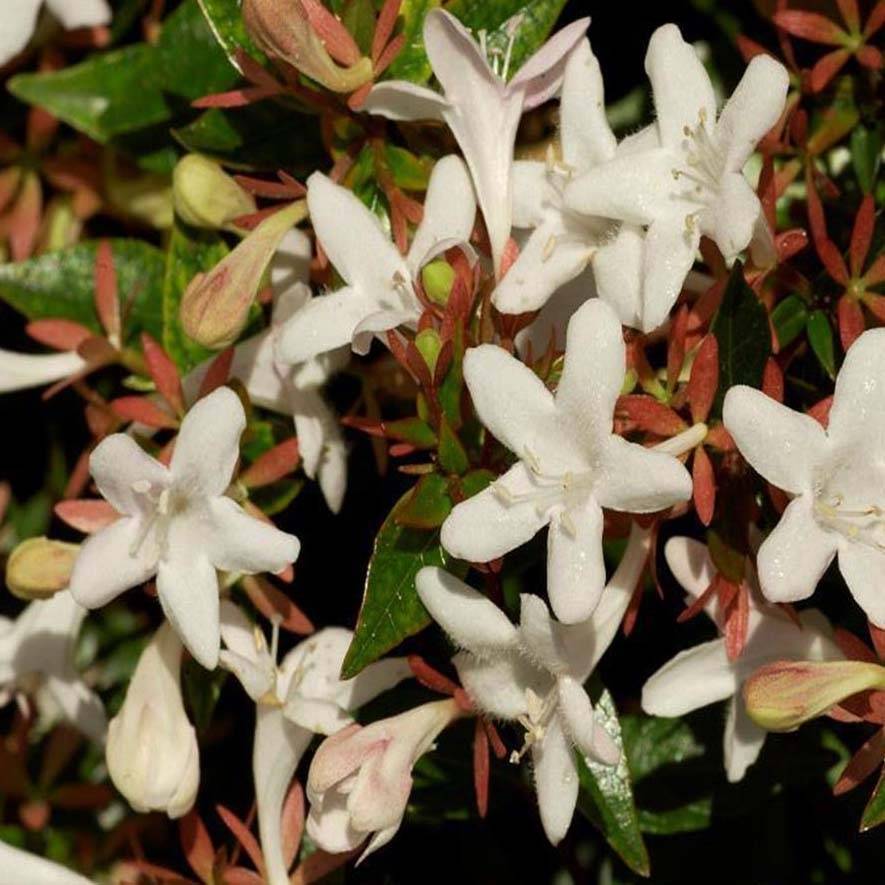 Promesse de Fleurs - Abelia grandiflora Sherwood Pot de 2L/3L - Image 1