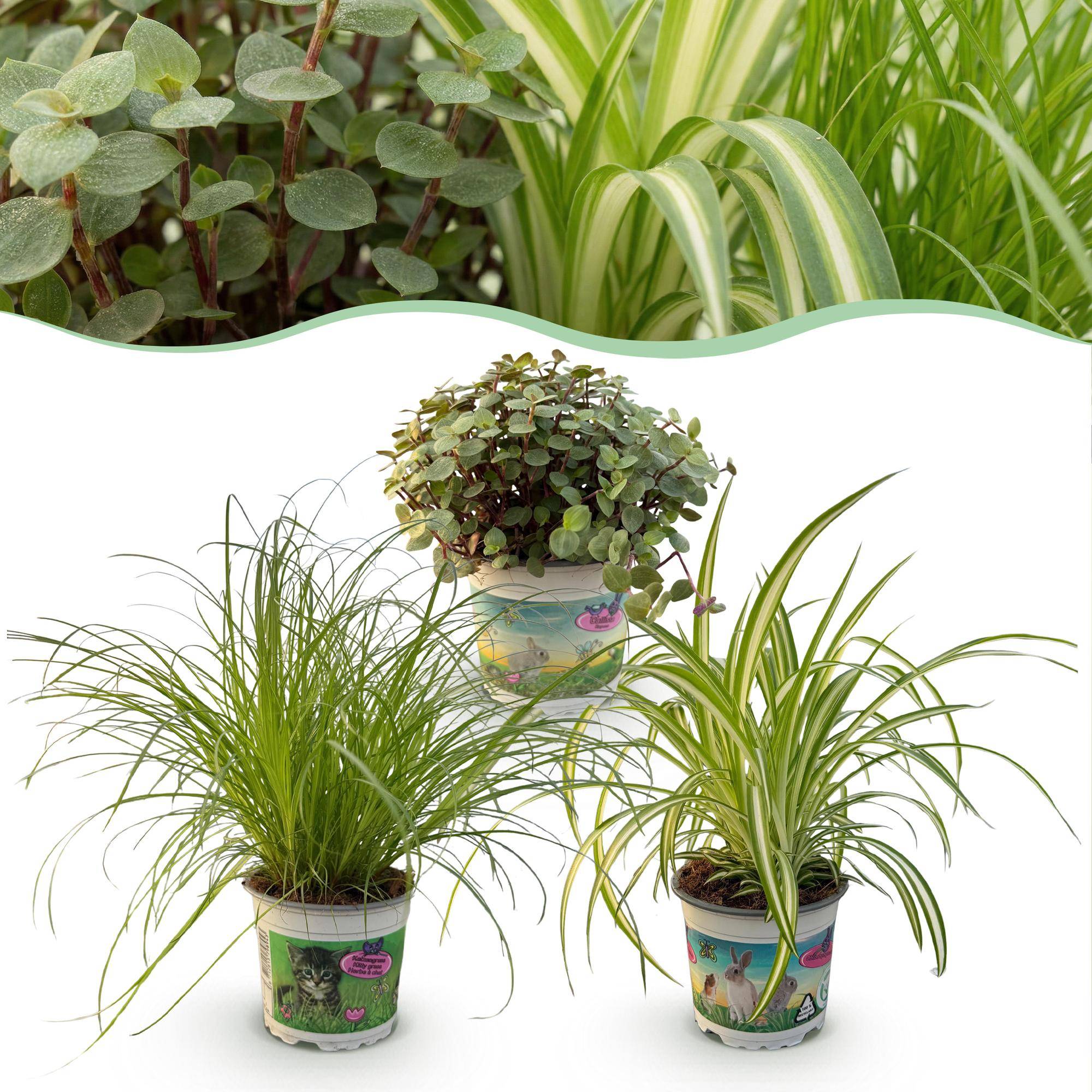 Cyperus - Calissia - Chlorophytum - Pet-friendly - Pot de 12cm - Hauteur 20cm - Sans cache-pot - Plantes d'intérieur - Image 1