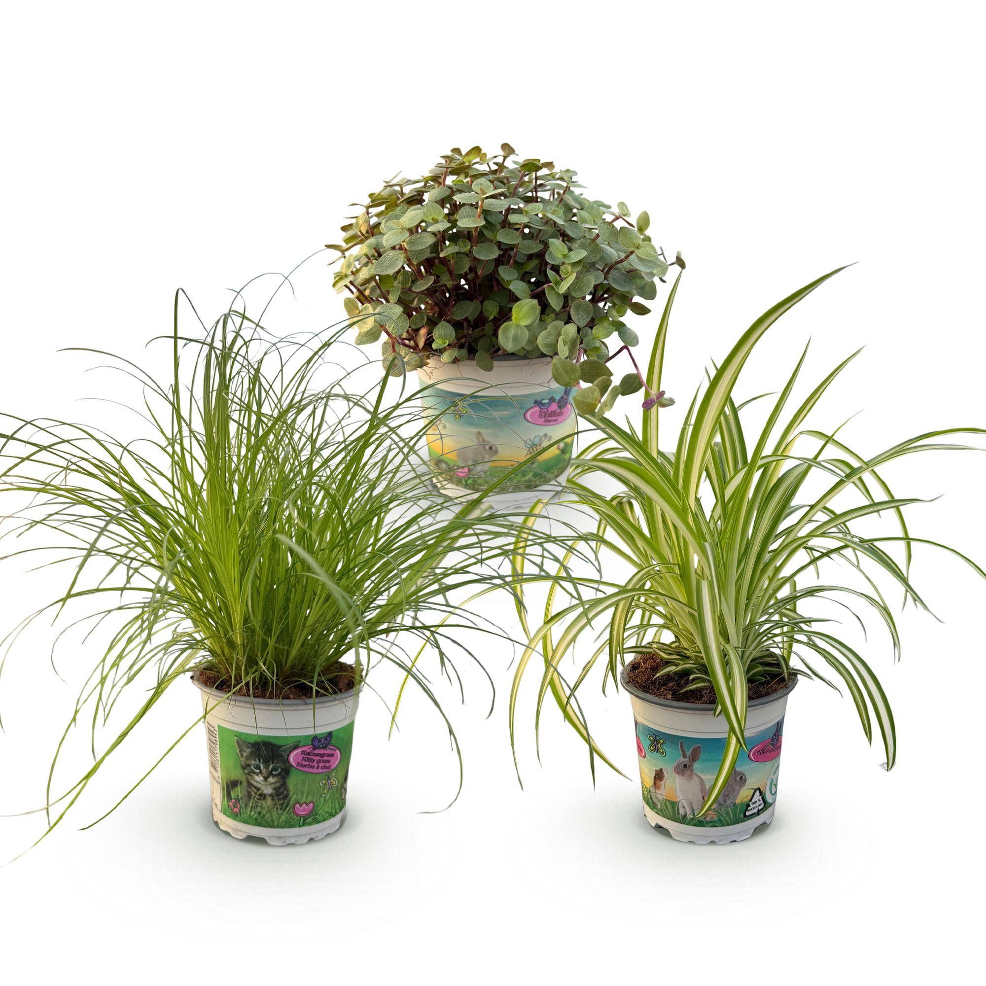 Cyperus - Calissia - Chlorophytum - Pet-friendly - Pot de 12cm - Hauteur 20cm - Sans cache-pot - Plantes d'intérieur - Image 2