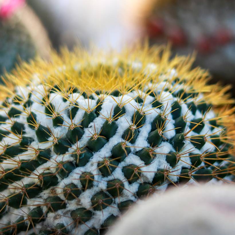 Cactus - Mammillaria marksiana Pot de 4L/5L, 14/16 diamètre