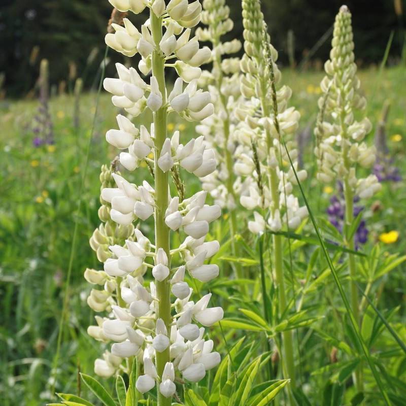 Lupin Noble Maiden à fleurs Blanche/ - feuillage Caduc - Godet - 5/20 cm - Image 2