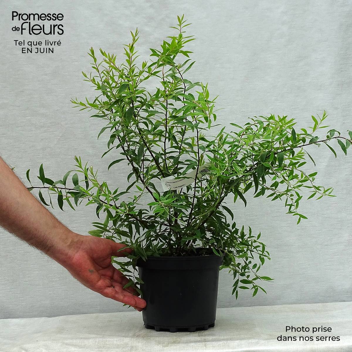Spiraea cinerea Grefsheim - Spirée dentelée Pot de 3L/4L - Image 2