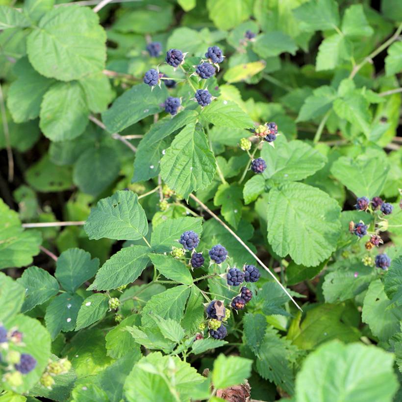 Ronce bleue - Rubus caesius Pot de 4L/5L, Touffe - Gamm vert