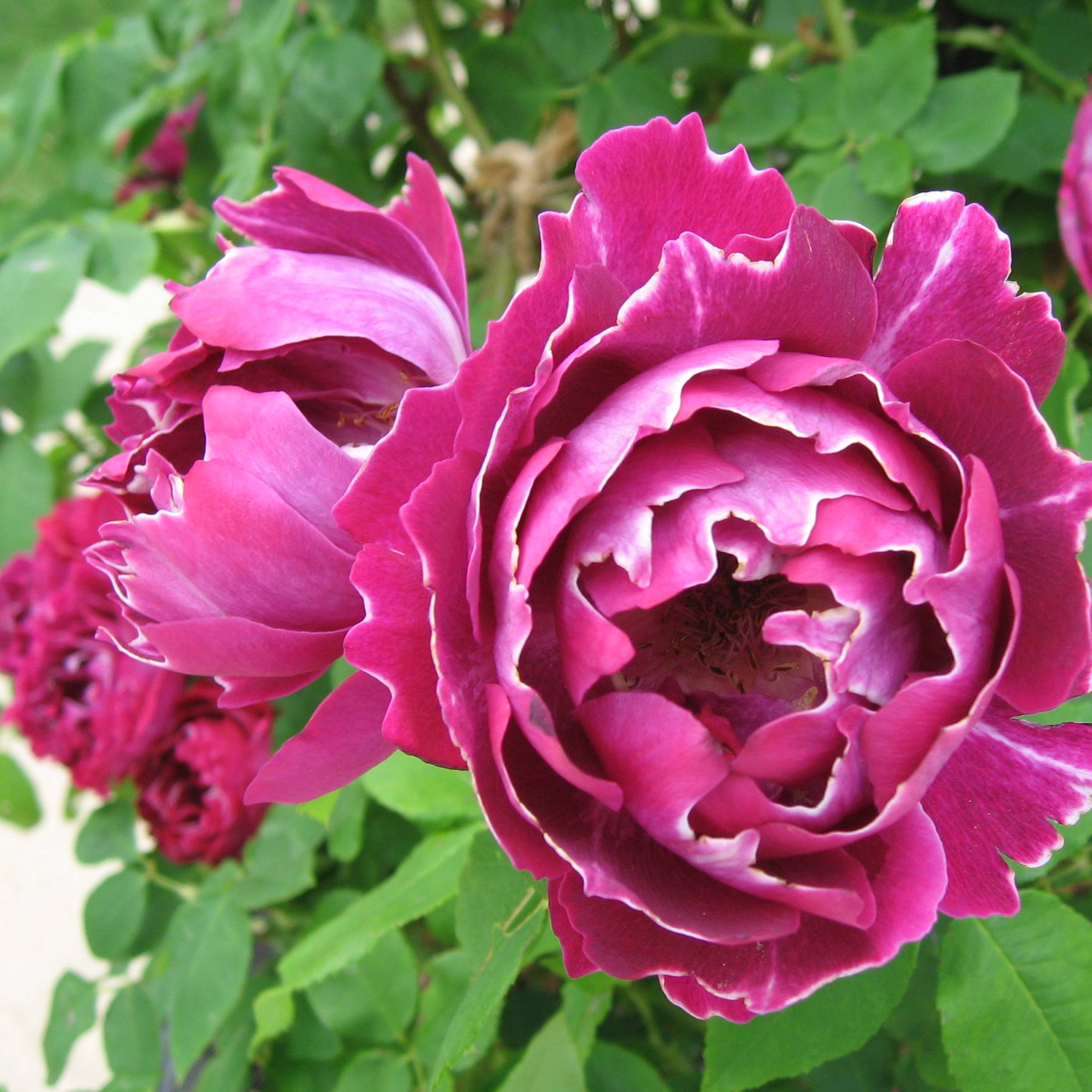 Promesse de Fleurs - Rosier ancien Baron Girod de l'Ain Racines nues en motte