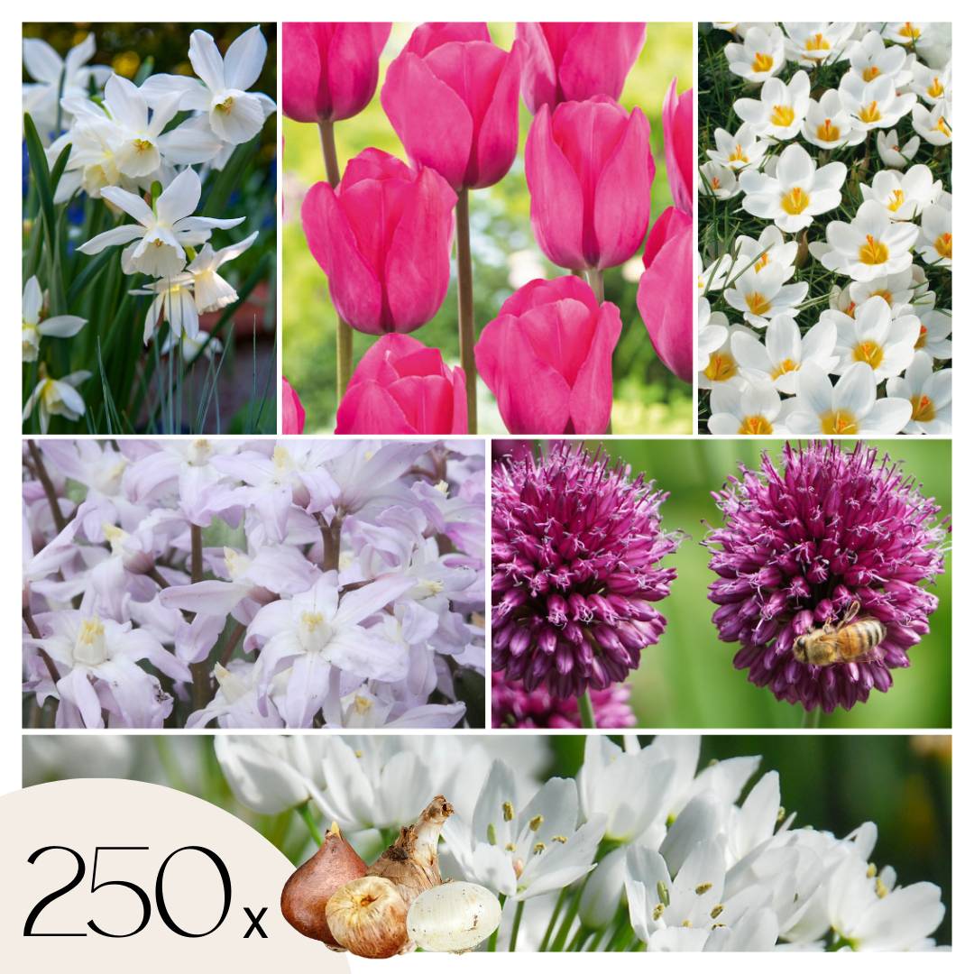Plant In A Box - Mélange de bulbes pour le jardin - Set de 250 - Allium Narcissus Muscari, Tulipa - Image 1