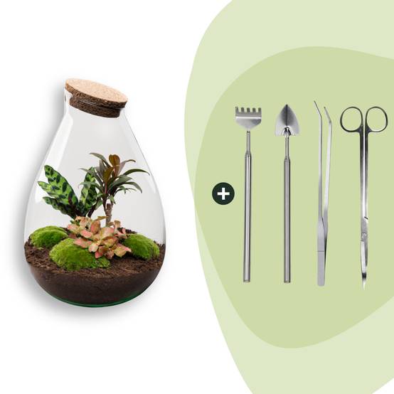 Terrarium à composer goutte en verre recyclé - Ø29-H37cm - avec kit 4 outils - variété rouge - Terrarium DIY - Image 1