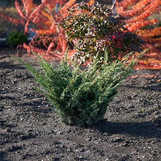 Promesse de Fleurs - Genévrier hybride - Juniperus chinensis Blaauw Pot de 2L/3L