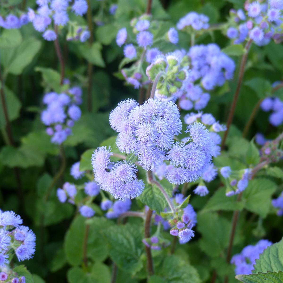 Graines d'Ageratum du Mexique Bouquet Bleu (Bouquet Blue) le sachet de 510 graines environ (0,1g)