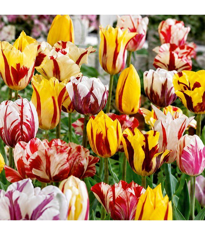 Tulipes Rembrandt Sgaravatti 6 bulbes en mélange, fleurs flammées décoratives pour massifs et bouquets - 617205 - Image 1