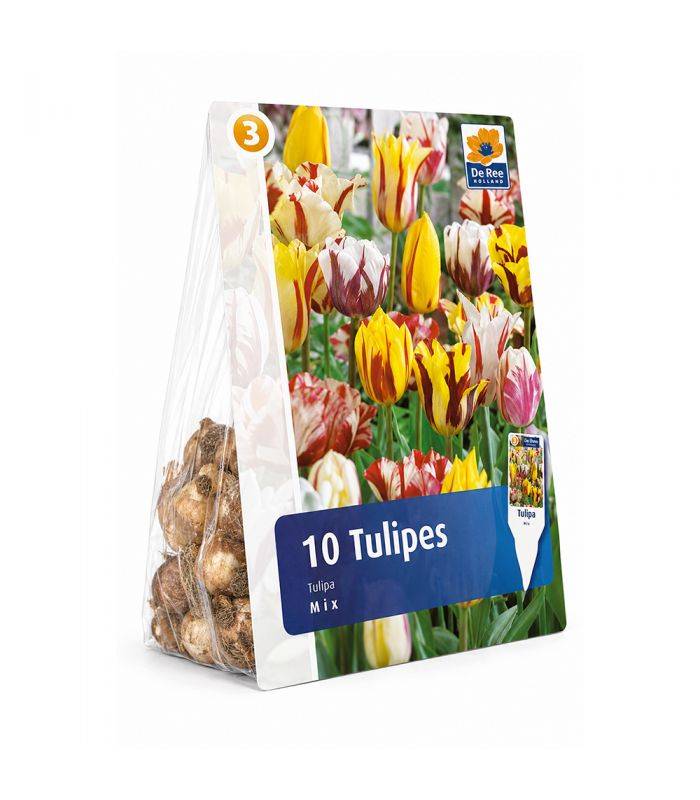 Tulipes Rembrandt Sgaravatti 6 bulbes en mélange, fleurs flammées décoratives pour massifs et bouquets - 617205 - Image 2