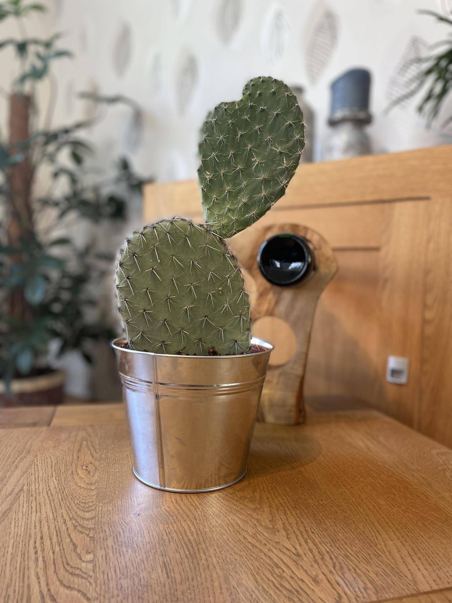 Opuntia Vijgcactus en Pot de Zinc- La Green Touch - Image 2