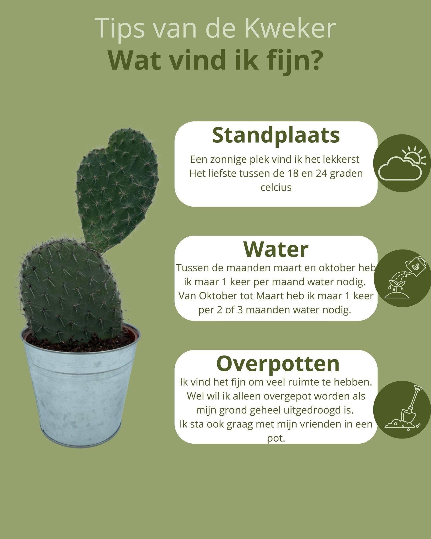 Opuntia Vijgcactus en Pot de Zinc- La Green Touch - Image 5